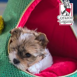 Merlina - Tan and white female Yorkshire Terrier puppy in California from Corazon de gigante