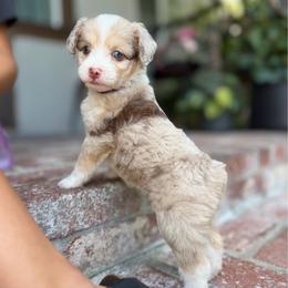 Violet - Red tri-color female Aussiedoodle puppy in Los Angeles, California from LA’s Favorite Puppies