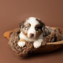 Australian Shepherd Puppies from Morton’s Farm