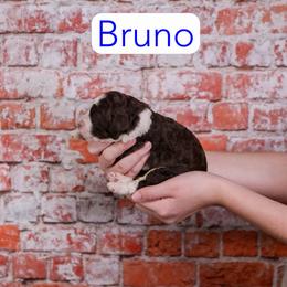 Bruno - Chocolate male Assorted Doodle Crosses puppy in Calhoun, Georgia from Happy Top Doodles