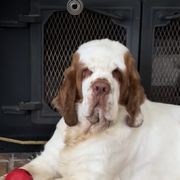 Clumber Spaniels from Tyca Clumber Spaniels