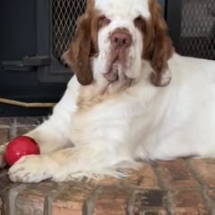 Clumber Spaniels from Tyca Clumber Spaniels