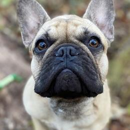 French Bulldogs from Five Post Farm Frenchies
