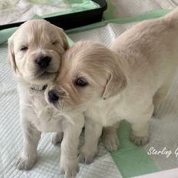 Golden Retriever Puppies from Sterling Goldens