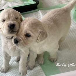 Golden Retriever Puppies from Sterling Goldens