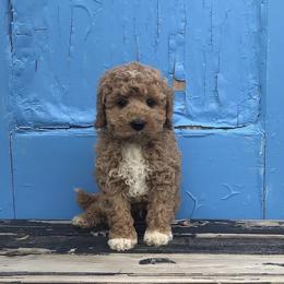 Australian Labradoodle and Goldendoodle Puppies from Annie's Doodles