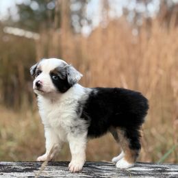 Brooks - Blue merle female Miniature Australian Shepherd puppy in Greenville, South Carolina from QC Homestead Miniature Australian Shepherds