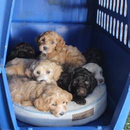 Australian Labradoodle puppies from EllsWORTH Labradoodles LLC