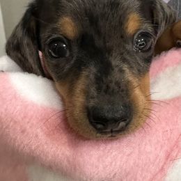 Pinkie - Dapple female Dachshund puppy in Skiatook, Oklahoma from Little Weiner Ranch