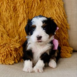 Juliette - Tri-color female Bernedoodle puppy in Murray, Utah from Sun Valley Doodles