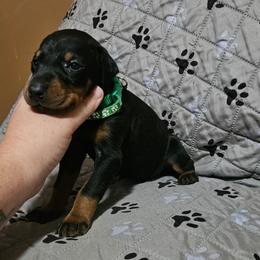 Storm - Black and rust female Doberman Pinscher puppy in Mount Orab, Ohio from Heyne Kennels