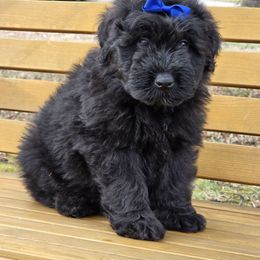 AKC Ally - Black Bouvier des Flandres puppy in Marionville, Missouri from Sandbox Puppies