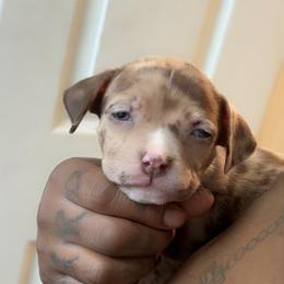 Za - Tri-color female Yorkipoo puppy in Kalamazoo, Michigan from Bella Dreamss LLC