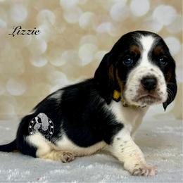 Lizzie - Black white and brown female Basset Hound puppy in Dingess, West Virginia from Tuckers' Howling Hounds