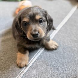 Steely Dan-AKC - Blue and tan male Dachshund puppy in Caulfield, Missouri from Hocomo Hollow Doxies