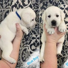 Boy 3 - Labrador Retriever puppy in Texas from Lady D Labradors