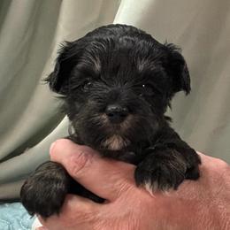 Boy-Blue Collar - Salt and pepper male Miniature Schnauzer puppy in Stevenson, Alabama from Rivers Edge Schnauzers by Joyce Clark