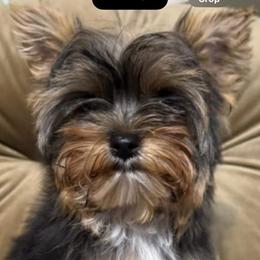 Female 1 - Black and tan female Yorkshire Terrier puppy in Lafayette, Georgia from Berggipfel Yorkies