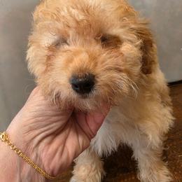 Girl 1 white collar - Apricot female Poodle puppy in Louisville, Mississippi from Cindy's Poodles