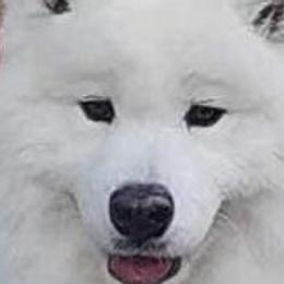 Samoyeds from Lynn Hunkins