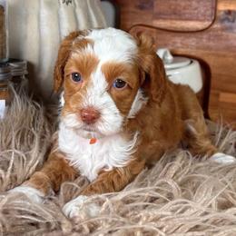 Cinnamon - Caramel female Australian Labradoodle puppy in Decatur, Alabama from Southern Meadows Doodles