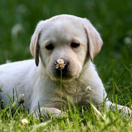 Labrador Retrievers from Shadowland Labs