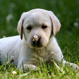 Labrador Retrievers from Shadowland Labs