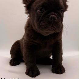 Russel - Black male French Bulldog puppy in Tulsa, Oklahoma from EvergreenEliteKennel