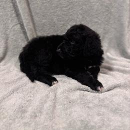 Shandy - Black female Bordoodle puppy in Indianapolis, Indiana from Indiana Bordoodles