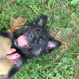 German Shepherd Puppies from Von Lindesfarne
