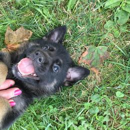 German Shepherd Puppies from Von Lindesfarne