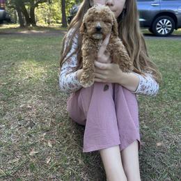 No collar - Red  female Goldendoodle puppy in Lake Butler, Florida from Providence Ranches