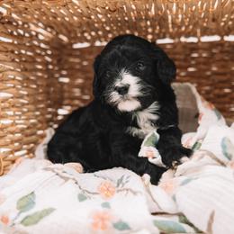 White Girl - Black and white female Cavapoo puppy in Mckinney, Texas from Doodles of North Tx