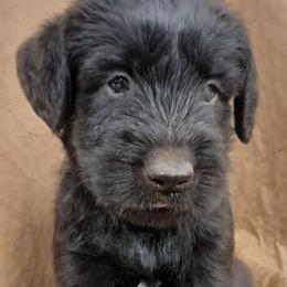 Yellow - Black female Giant Schnauzer puppy in Locust Grove, Oklahoma from M & J's Oklahoma Giants