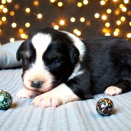 Pongo - Black tri-color male Australian Shepherd puppy in Statesville, North Carolina from Charming Australian Shepherds