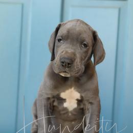 Denim - Blue male Great Dane puppy in Denison, Texas from Hundeity Great Danes