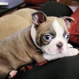 Boston Terrier Puppies from Our Gang Bostons