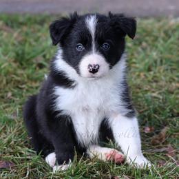 Ashe - Black and white female Border Collie puppy in Kalispell, Montana from North Fork Border Collies