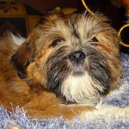 AKC ZAIDAN - Red gold male Lhasa Apso puppy in Fort Washington, Maryland from GyanGanj Lhasa Apso