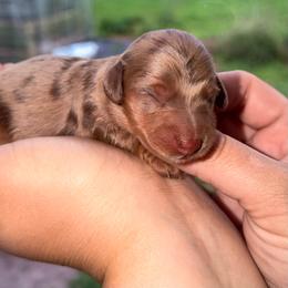 Kate - Dapple female Dachshund puppy in Conway, Missouri from Ozark Mountain Kennel