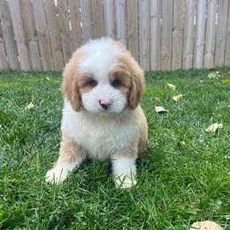 Bowser-Black - Yellow and white male Bernedoodle puppy in Casper, Wyoming from 307 Doodles