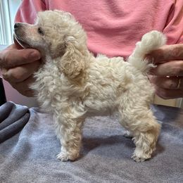 AKC CH Champion Sired ACE DNA Tested OFA Certified Lines - White male Poodle puppy in Jacksonville, Alabama from Abounding Poodles