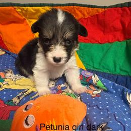 Petunia - White and black female Pembroke Welsh Corgi puppy in Granville, New York from Windy Mountain Kennels