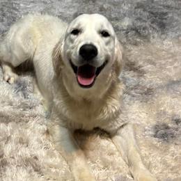 Golden Retrievers from It’s A Golden Life