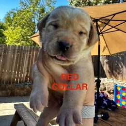 Red Collar - Yellow male Labrador Retriever puppy in Galt, California from On My Side Kennels