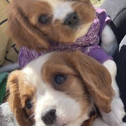 Cavalier King Charles Spaniel Puppies from Colorful Cavaliers