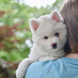 "Captain Crunch" - White Pomsky puppy in Wisconsin from Sugar Maple Pomskies