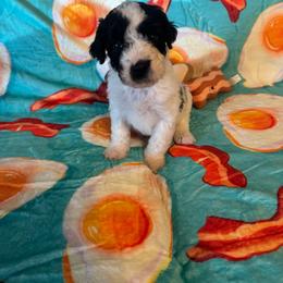 Biscuit - Black and white male Cavapoo puppy in Blanchard, Oklahoma from Curly Q Cavapoos