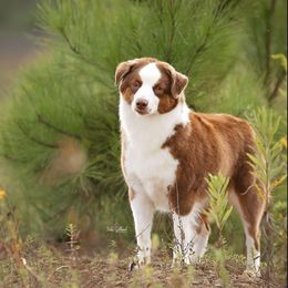 Chloe - Miniature American Shepherd