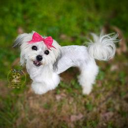 Havanese puppies from Seeking Shalom Acres Maltese, Maltipoos & Havamalts
